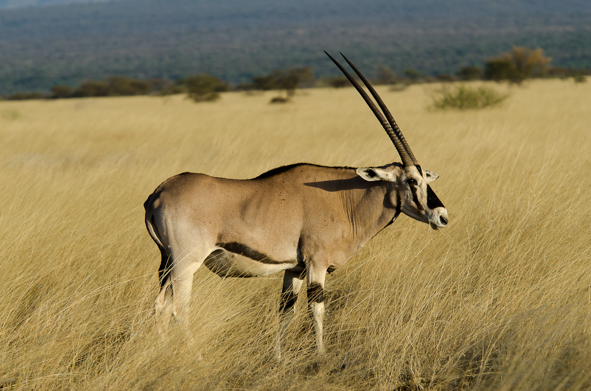 Oryx, Awash National Park