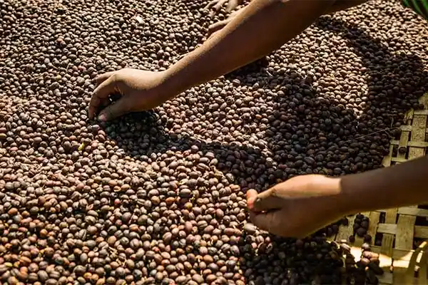 Coffee Tours Holidays in Ethiopia - Wisdom Ethiopia Tours